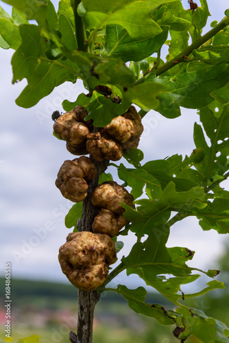 Oak galls formed by oak gall wasps demonstrate unique deformations on oak tree leaves during mid-spring in a natural environment