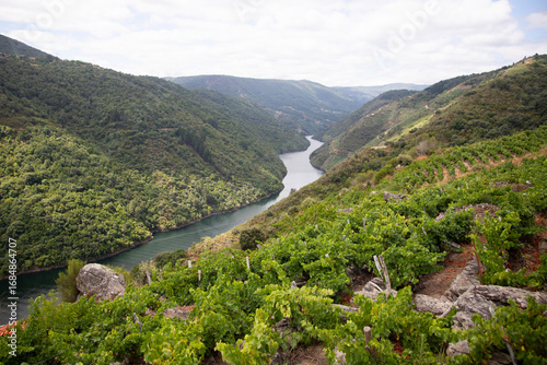 Foto Panoramic views of the vineyards of the Sil Canyon in the Ribeira Sacra (Galicia, Spain)