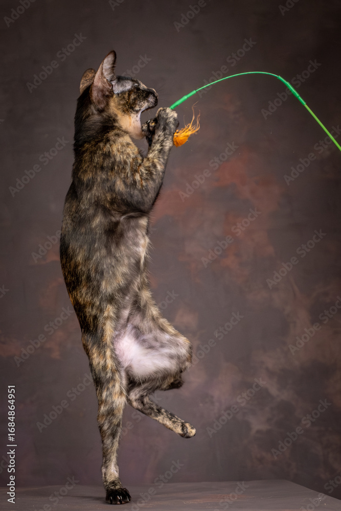 Naklejka premium A kitten of the oriental breed of tortoiseshell color. Kitten actively plays with a toy made of feathers