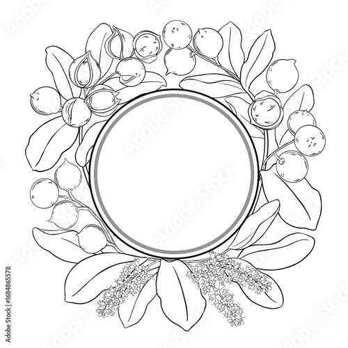 Macadamia Branch with Flowers, Nuts and Leaves Outline Round Frame. Organic natural nutritional healthy food ingredient, vegetarian diet product. Vector isolated for design or decoration.