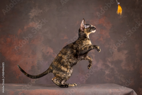 Foto A kitten of the oriental breed of tortoiseshell color