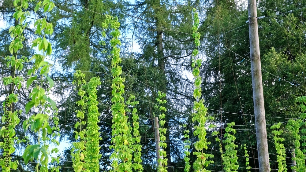 Fototapeta premium Hop Plantation with Bines with Ripe Flowers Growing Up Trellises made of Support Wire and Strings
