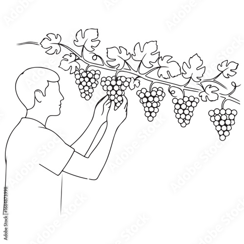 Outline Illustration of Man Harvesting Grapes from Vine