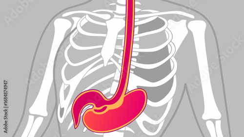Anatomical illustration of the esophagus and stomach within the rib cage
