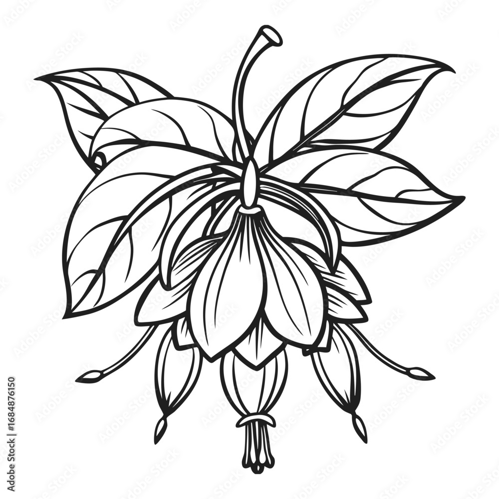 Obraz premium Elegant fuchsia flower blossom line art drawing botanical element for decorative designs and nature themes vector