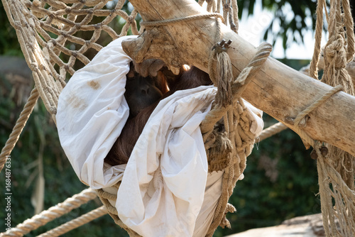 Orangutan sleeping under a blanket
