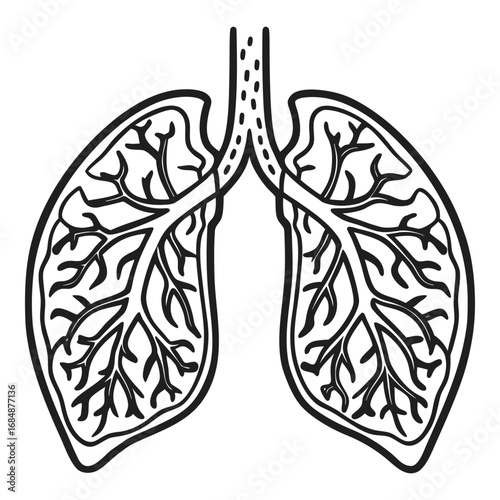 Anatomical representation of human lungs showing bronchial tree and airways detailed medical line art for healthcare and education vector
