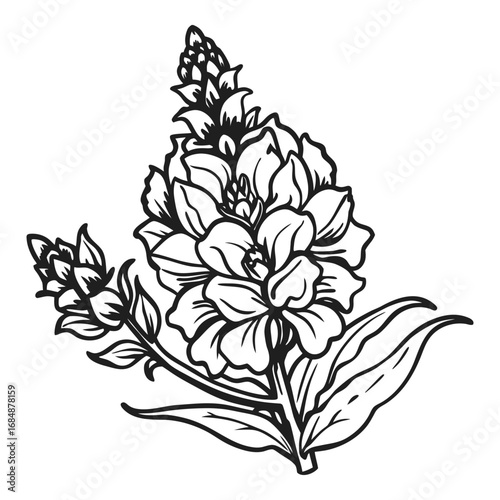 Detailed line art drawing of a snapdragon flower cluster with buds and leaves in black and white vector