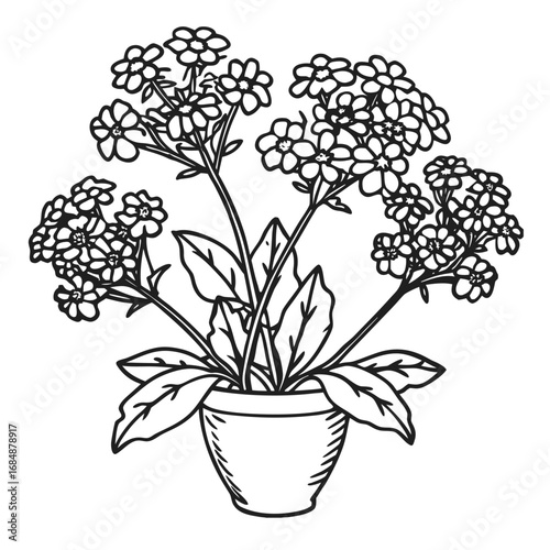 Delicate verbena flowers in a pot detailed line art botanical drawing for artistic projects vector