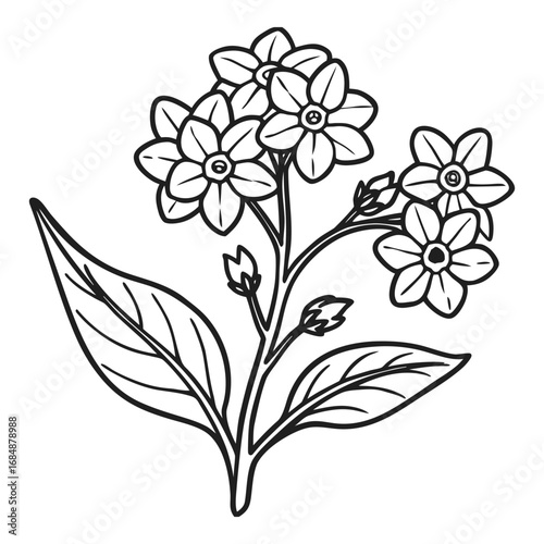 Delicate forget-me-not flowers blossoming on thin stems with detailed leaves delicate blue blooms vector