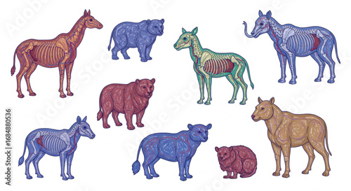 Discover detailed animal anatomy with skeletal and vascular systems beautifully illustrated for educational and scientific use.