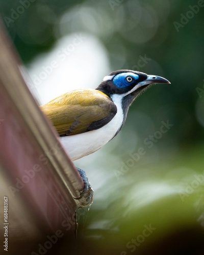 Male Blue Faced Honey Eater Wildlife Photography