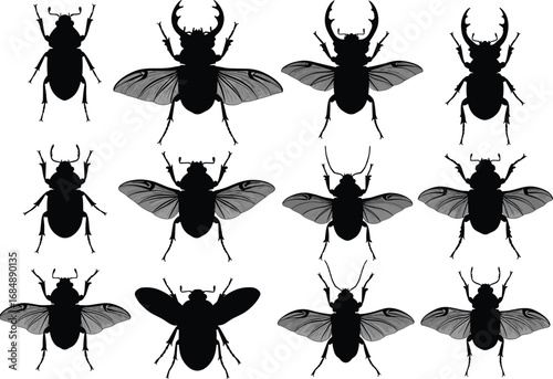 Beetle and fly insect silhouettes, detailed vector bugs with wings, entomology design elements for nature, science, biology, and education use