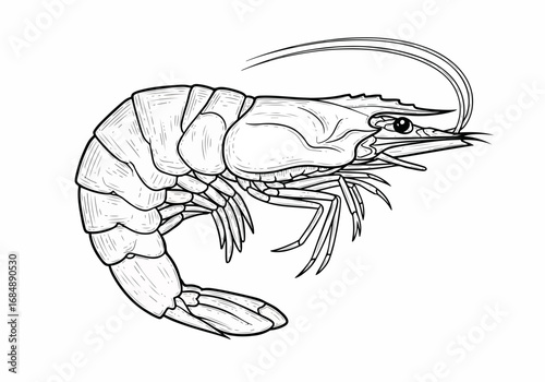 Engraved shrimp line illustration showing crustacean in detailed monochrome drawing. Shrimp engraving presents its form and texture, with detailed linear elements.