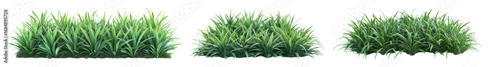 Fototapeta premium PNG Lush green grass clusters, element set on transparent background