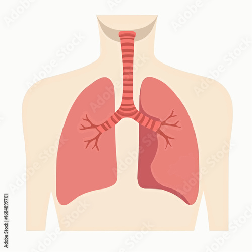 Flat vector of human diaphragm anatomy with lungs and central airway  