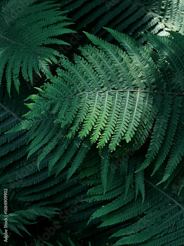 Close up green fern leaves background 