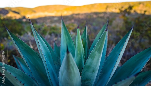 Close-up of agave plant with vibrant teal leaves