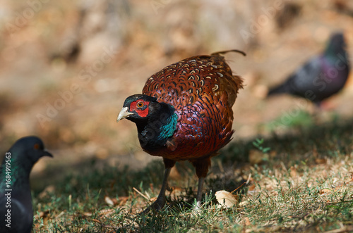 Phasianus colchicus on ground