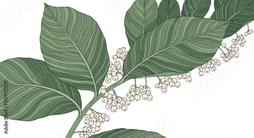 Botanical illustration of a leafy branch adorned with clusters of small white flowers and berries