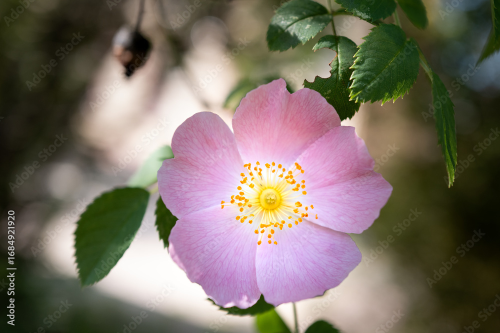 Obraz premium pink flowers