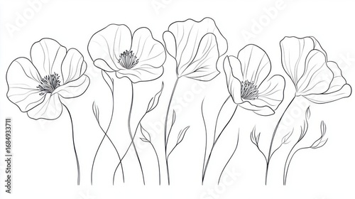 Discovering the delicate Anemone Line Art Drawing and botanical illustration