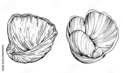 Ocean seashell cartoon font features the letter D, which is an underwater mollusk conch symbol in the modern English alphabet