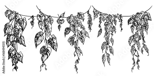 Modern banner borders feature exotic climbing plant liana garlands with green vines, branches, and hanging stalks, such as ivy, wisteria, and monstera leaves, set against a backdrop of tropical
