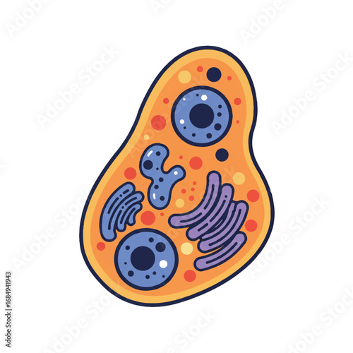 Vibrant human cell 2D flat vector illustration displaying distinct organelles, minimalist graphic design style with clean lines and multiple solid colors, isolated on a white background.