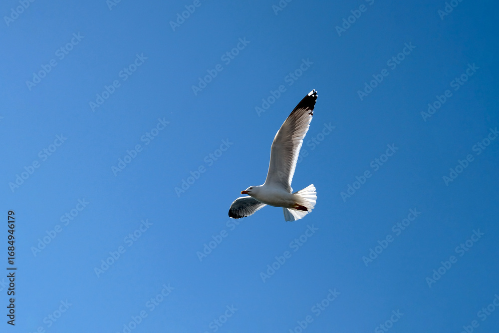 Obraz premium seagull in flight