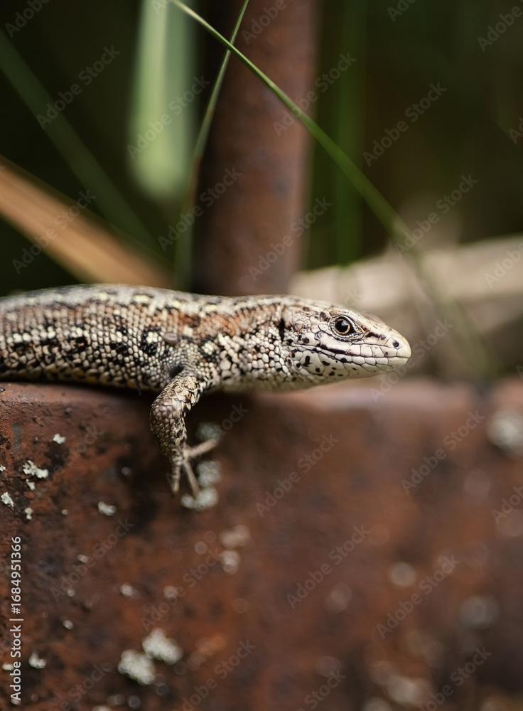 Naklejka premium A photo of a small wild lizard.