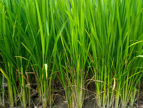 Closeup of rice grain and the green leaves of young paddy plant background growing on field. Foliage natural nature backgrounds. Fresh young rice leaves growing densely, symbolizing agriculture.