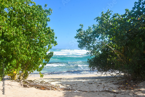 stunning tropical beach. Lush trees frame a peaceful shore