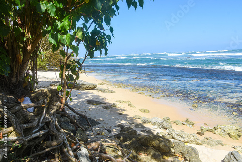 Tropical beach serene ocean lush trees - Find your perfect escape on this sun-drenched tropical