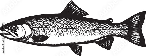 Detailed Black and White Fish Illustration Perfect for Educational Materials and Graphic Design Projects featuring intricate scales and anatomical accuracy