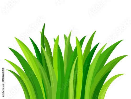 Green grass isolated on white background with fresh leaves and natural growth