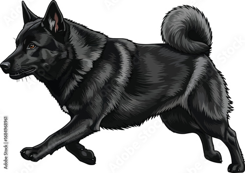 Black Norwegian Elkhound dog running hunting vector illustration