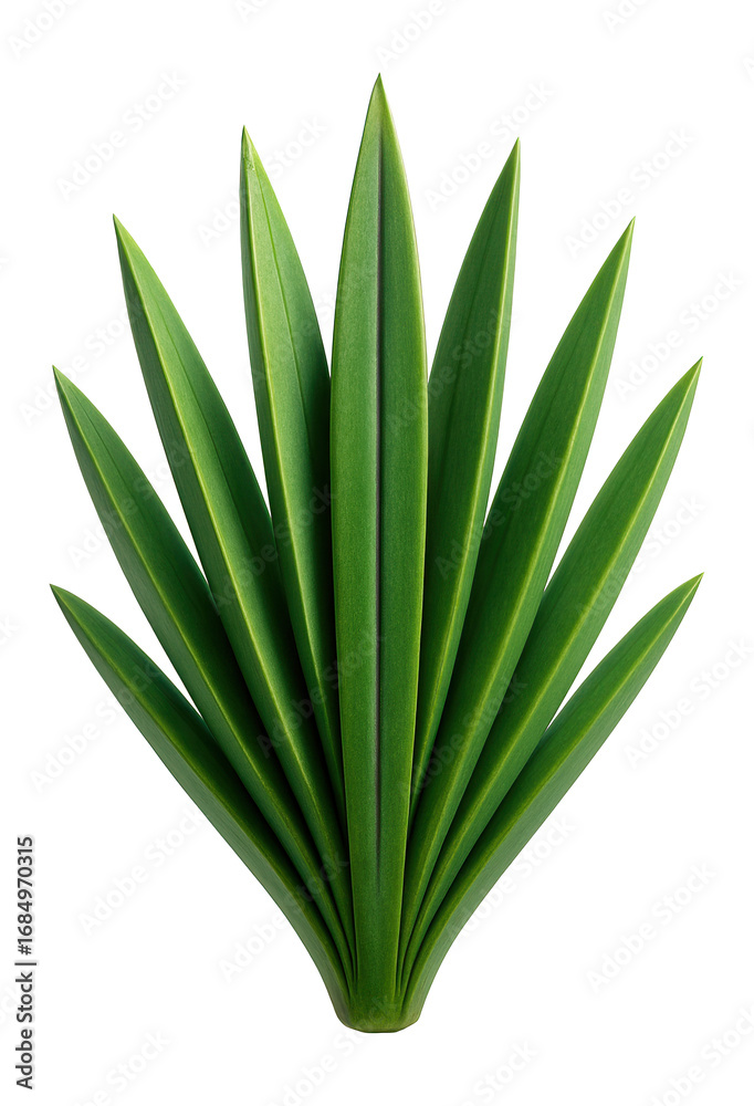 Fototapeta premium Succulent with thick, sword-like leaves and a central groove