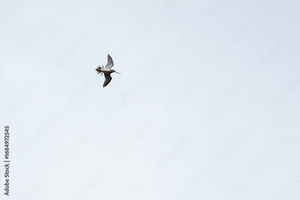 Obraz premium Snipe bird soars gracefully in the sky, flapping its wings with elegance. Overcast background creates a stunning contrast, highlighting its majestic flight. Fauna of Murmansk and Kola Peninsula.