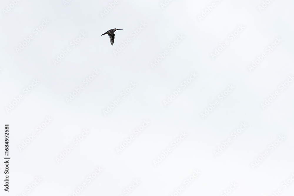 Fototapeta premium Snipe bird soars gracefully in the sky, flapping its wings with elegance. Overcast background creates a stunning contrast, highlighting its majestic flight. Fauna of Murmansk and Kola Peninsula.