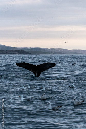 humpback whale gracefully lifts its tail above the surface of calm ocean waters, set against a backdrop of steep, rocky cliffs during twilight. Seabirds scatter into the sky. Murmansk, Teriberka.