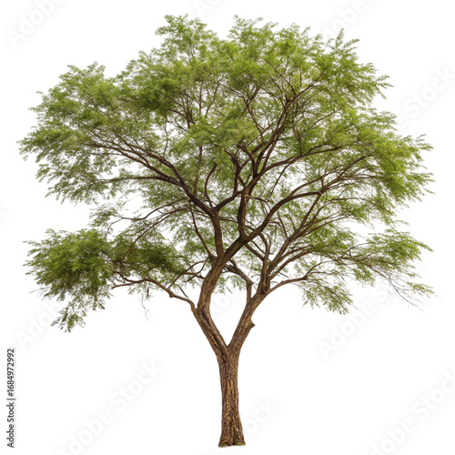 Mesquite tree isolated on transparent background  

