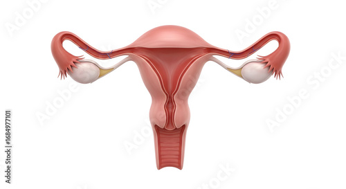 A 3D anatomical model of the female reproductive system showing uterus, fallopian tubes, and ovaries in realistic form, isolated on a white background.. .                                              