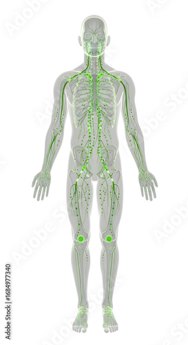 A 3D visualization of the full body of  human lymphatic system, with glowing green lymph nodes and branching vessels across a simplified transparent body silhouette, set on a white background.