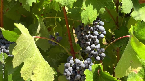 Wallpaper Mural a bunch of grapes hanging on a vine in a vineyard Torontodigital.ca