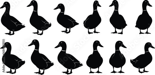 Silhouettes of ducks in varied poses for black and white vector illustration, visual perception, pattern recognition and educational design use