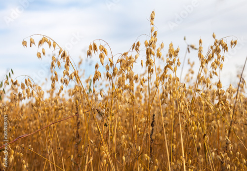 Autumn yellow field of ripe oats on sunny day. Agricultural background. Close-up view of ripe oat ears in a farmer field. Rural landscape. Growing cereals concept