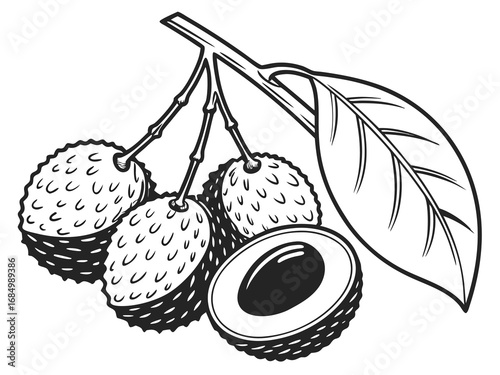 vector illustration of an apple