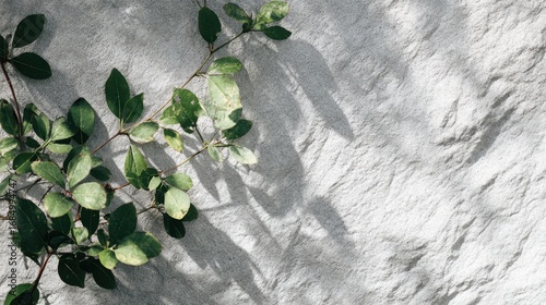 Green Leaves on Textured Gray Background with Shadows Displayed