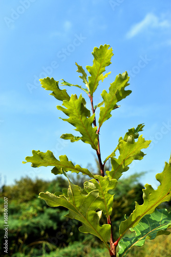 Branch and green leaves of ...